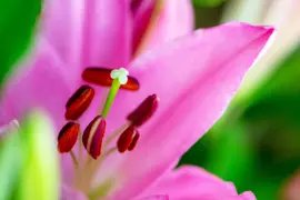 【簡易包装】■ピンク５本束■ F.F.HIRAIDEがおすすめする子をお届け♥